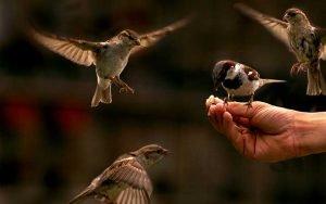 Feeding-the-birds-web