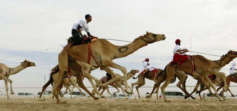 Mazayin camel contest