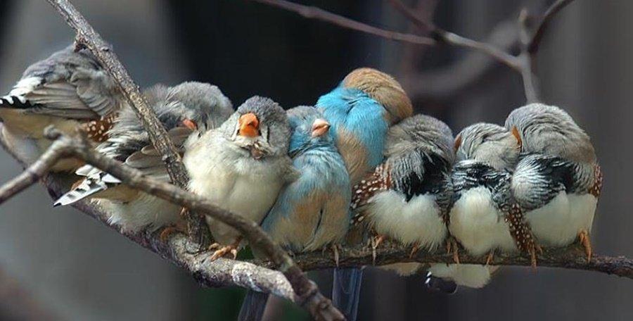 Birds sleeping