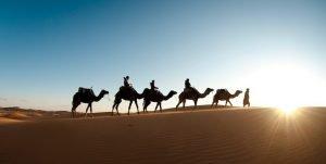 camels in the desert