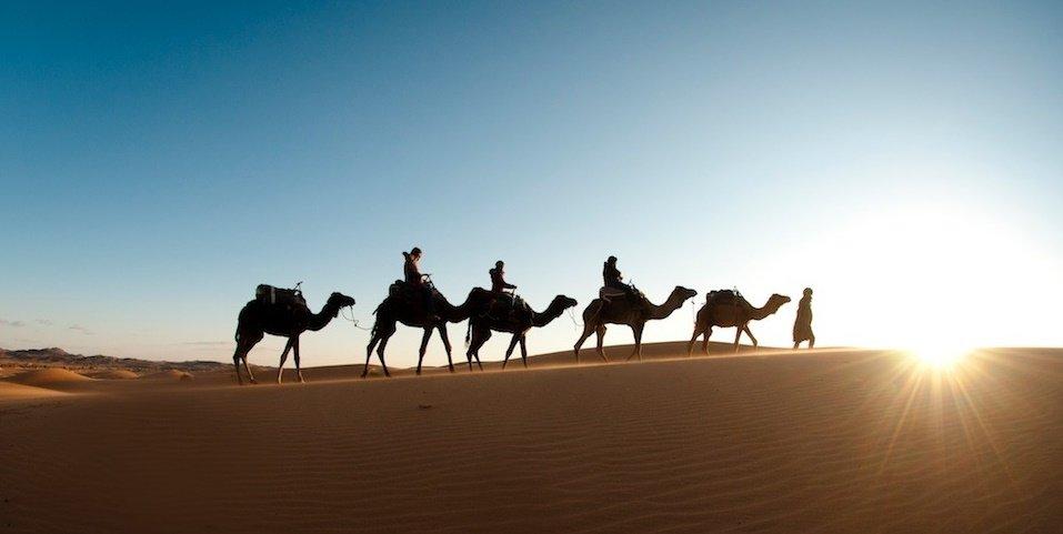 camels in the desert