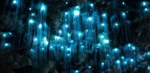 Glow Worms