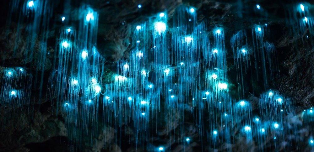 Glow Worms