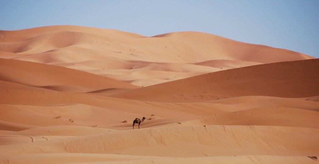 desert camel