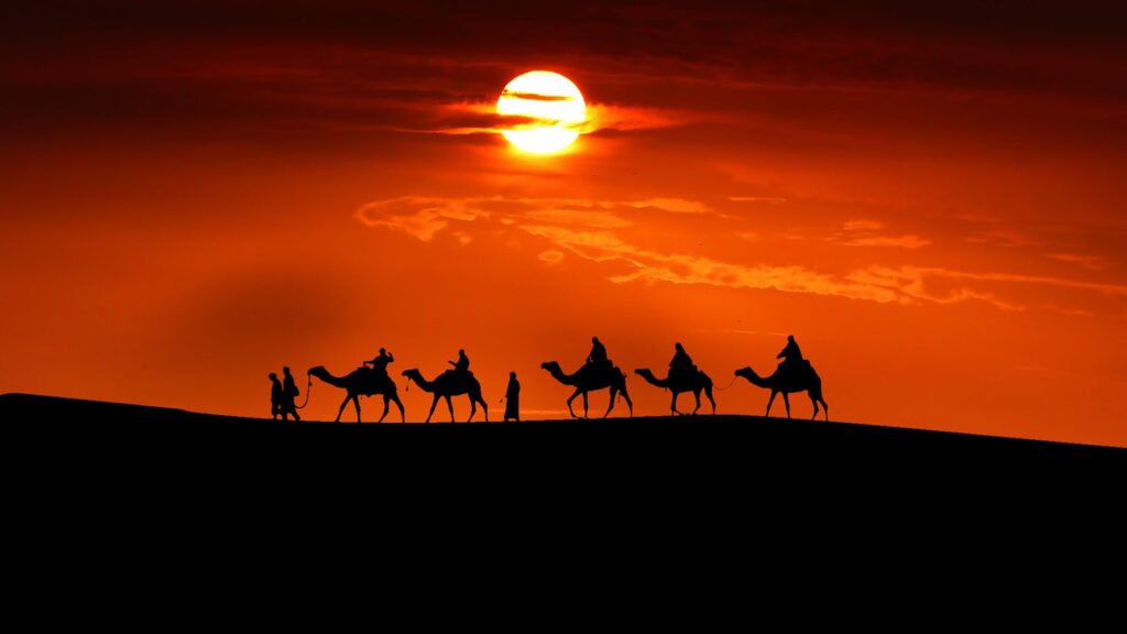 sunset camels